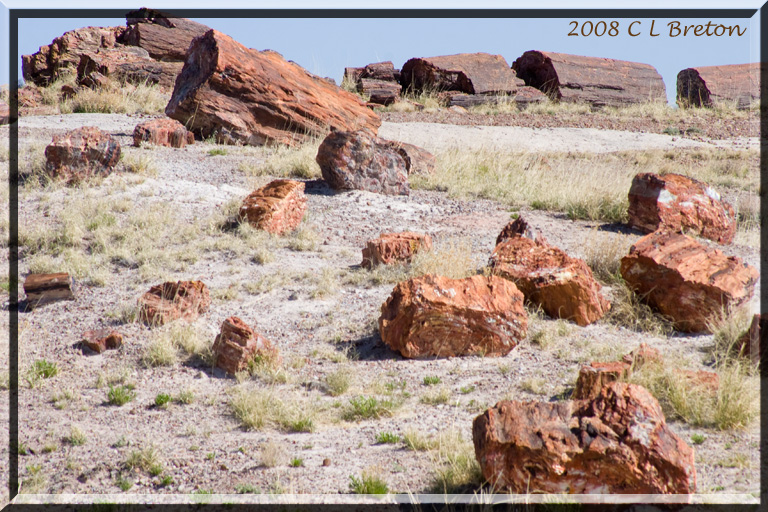  ::   (Petrified forest) ::  2
