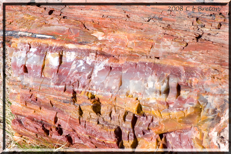  ::   (Petrified forest) ::  2