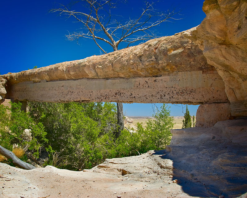  ::   (Petrified forest) ::  2