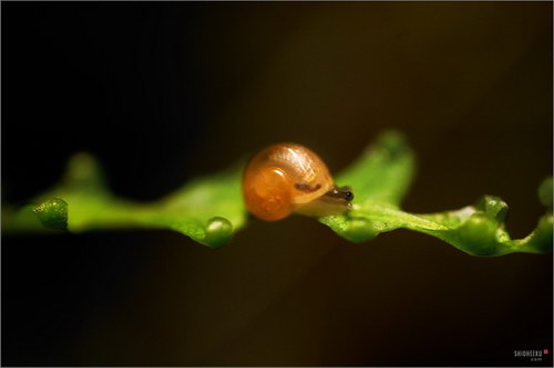  ::    50