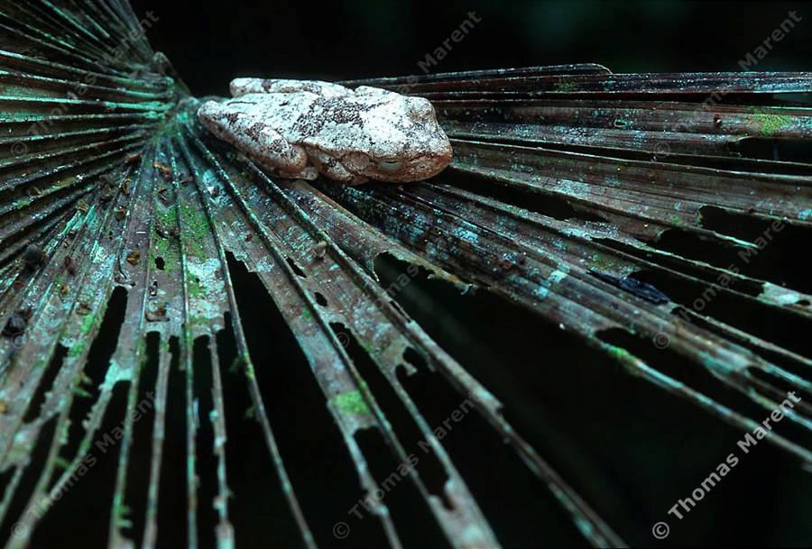  ::  1
