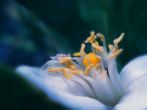   ::  2