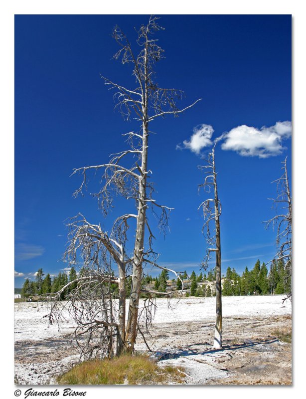  ::   Yellowstone ::  2