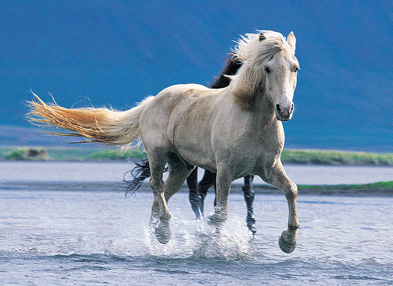 Картинки хороших лошадей. Самая красивая лошадь в мире. Удивительный мир лошадей. Картинки лошадей. Картинки лошадей красивые.