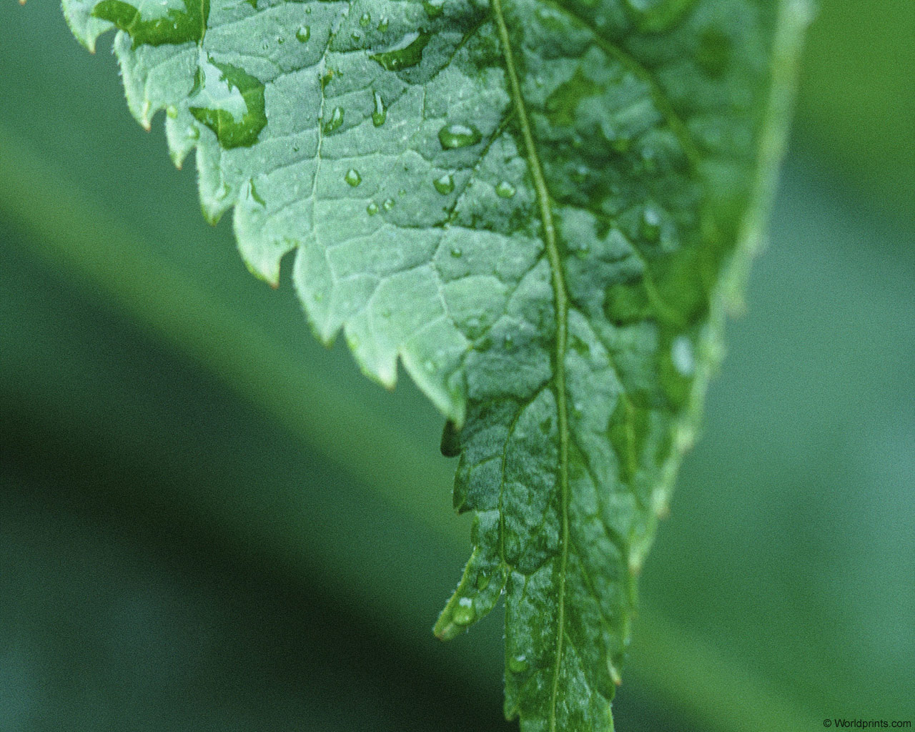 ���� �� ������� ���� :: ������� �� ������� ���� :: ���������� 1