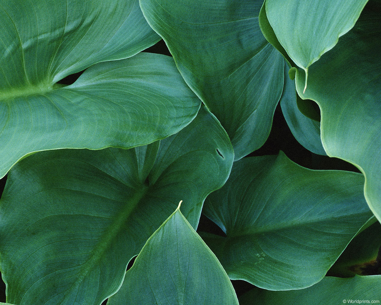 ���� �� ������� ���� :: ������� �� ������� ���� :: ���������� 1