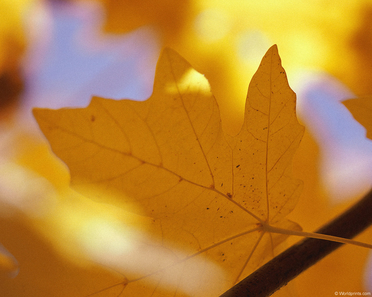 ���� �� ������� ���� :: ������� �� ������� ���� :: ���������� 1