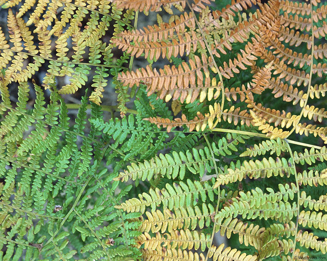 ���� �� ������� ���� :: ������� �� ������� ���� :: ���������� 1