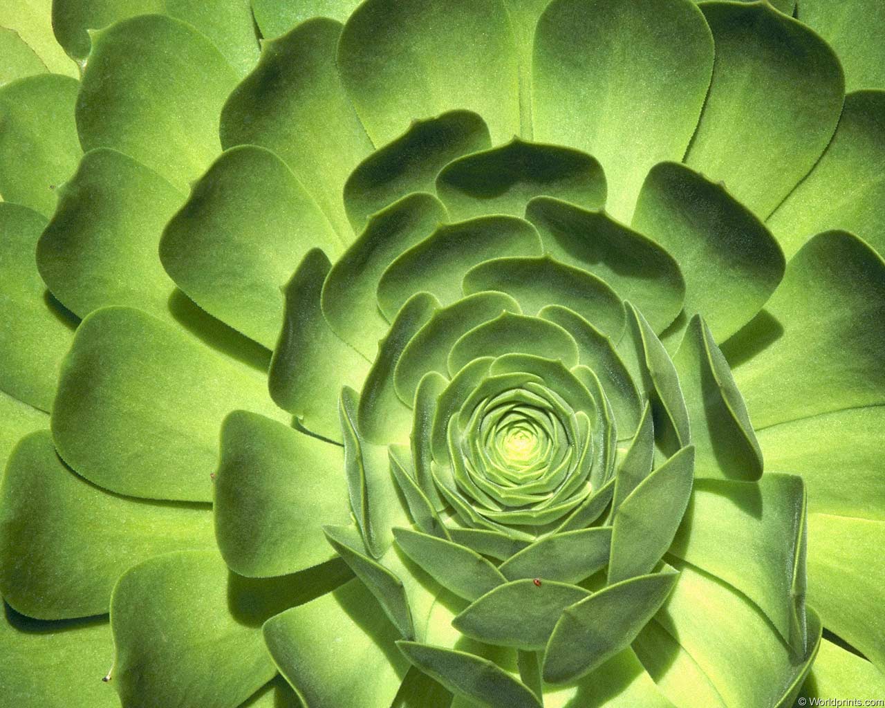 ���� �� ������� ���� :: ������� �� ������� ���� :: ���������� 1