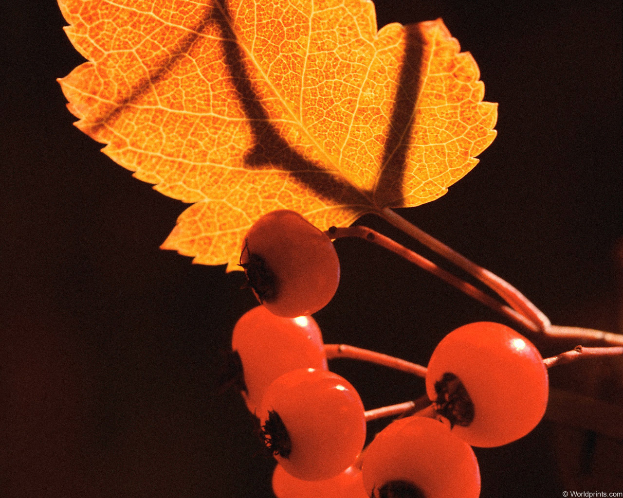 ���� �� ������� ���� :: ������� �� ������� ���� :: ���������� 1