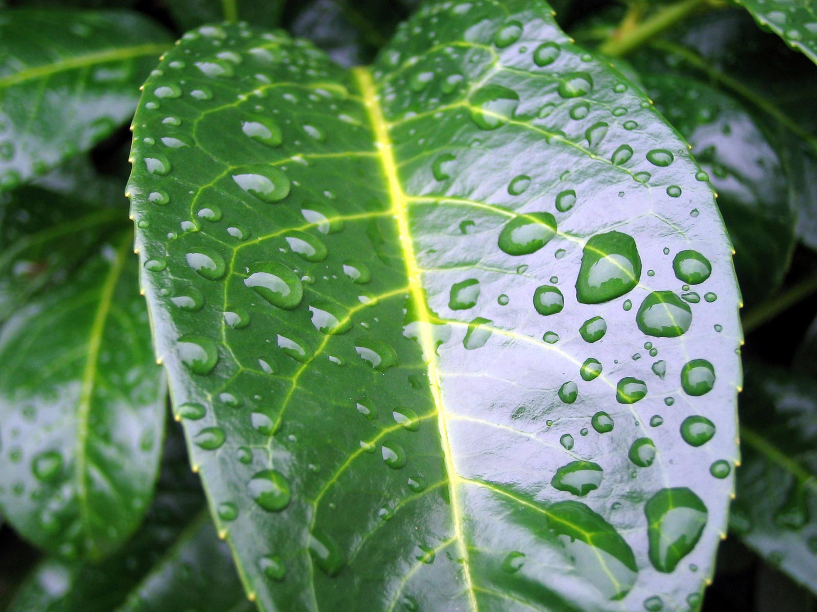 ���� �� ������� ���� :: ��������� ���� - ����� :: ���������� 2