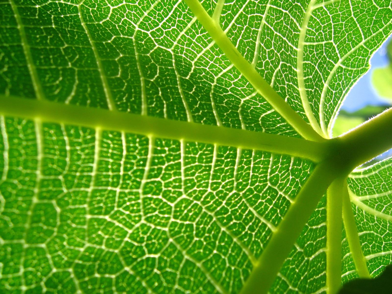 ���� �� ������� ���� :: ��������� ���� - ����� :: ���������� 2