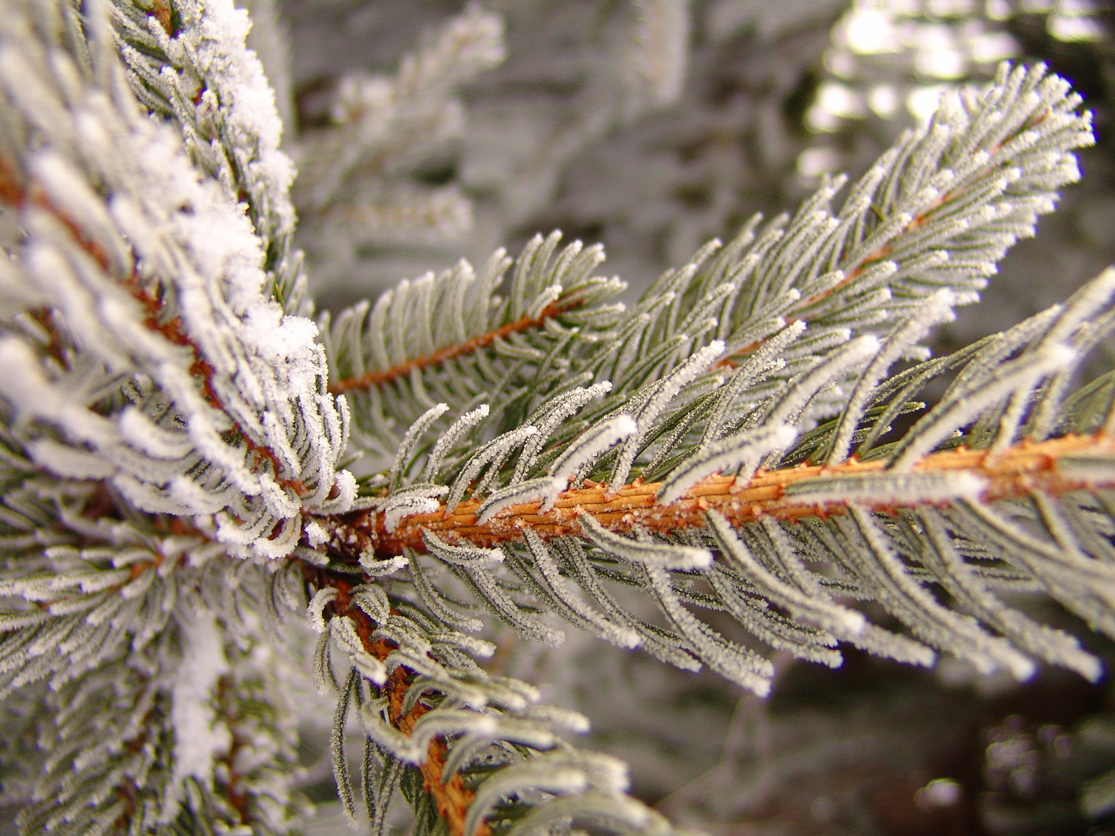 ���� �� ������� ���� :: ��������� ���� - ����� :: ���������� 2