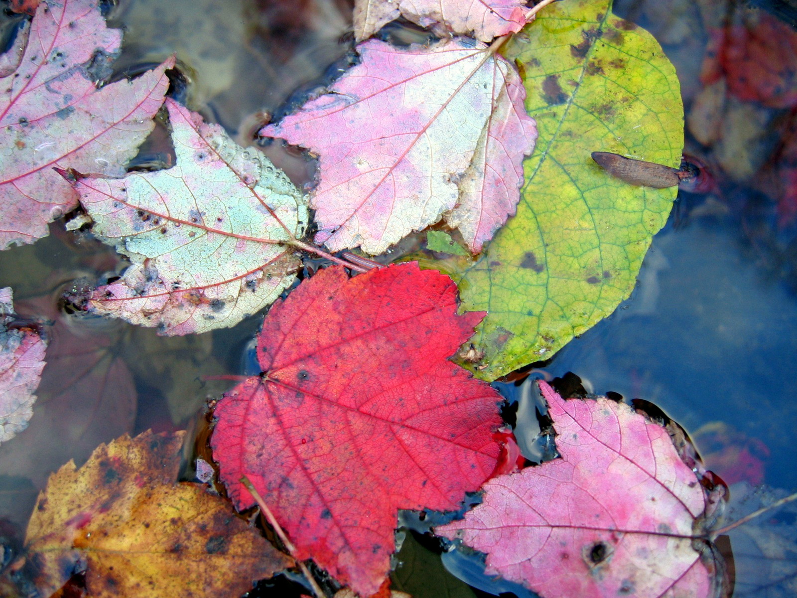 ���� �� ������� ���� :: ��������� ���� - ����� :: ���������� 2