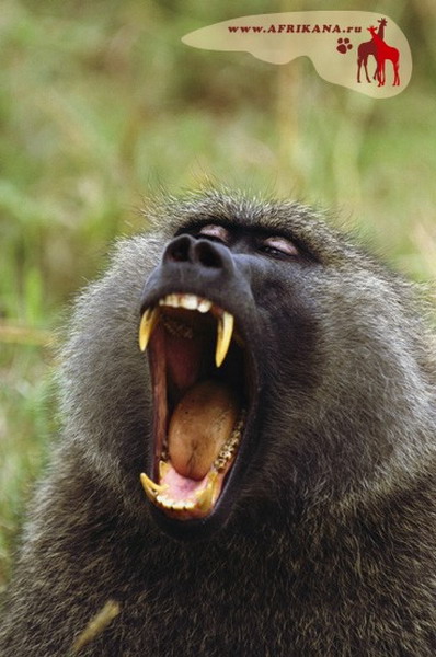 Раздирает рот зевота шире мексиканского. Обезьяна злая ест б. Голодная и злая обезьяна картинка.
