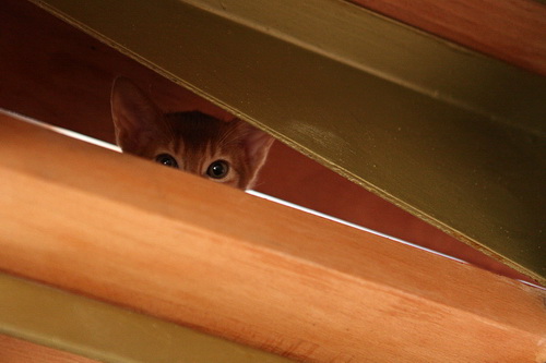 Абиссинская кошка фото 15
