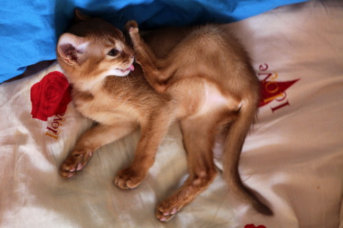 Абиссинская кошка фото 31