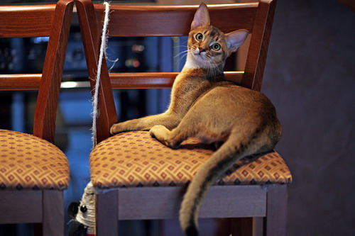 Абиссинские кошки фото 11