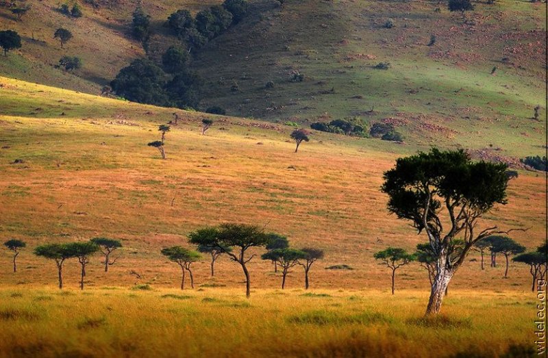 Занимает обширные равнины африки природная зона
