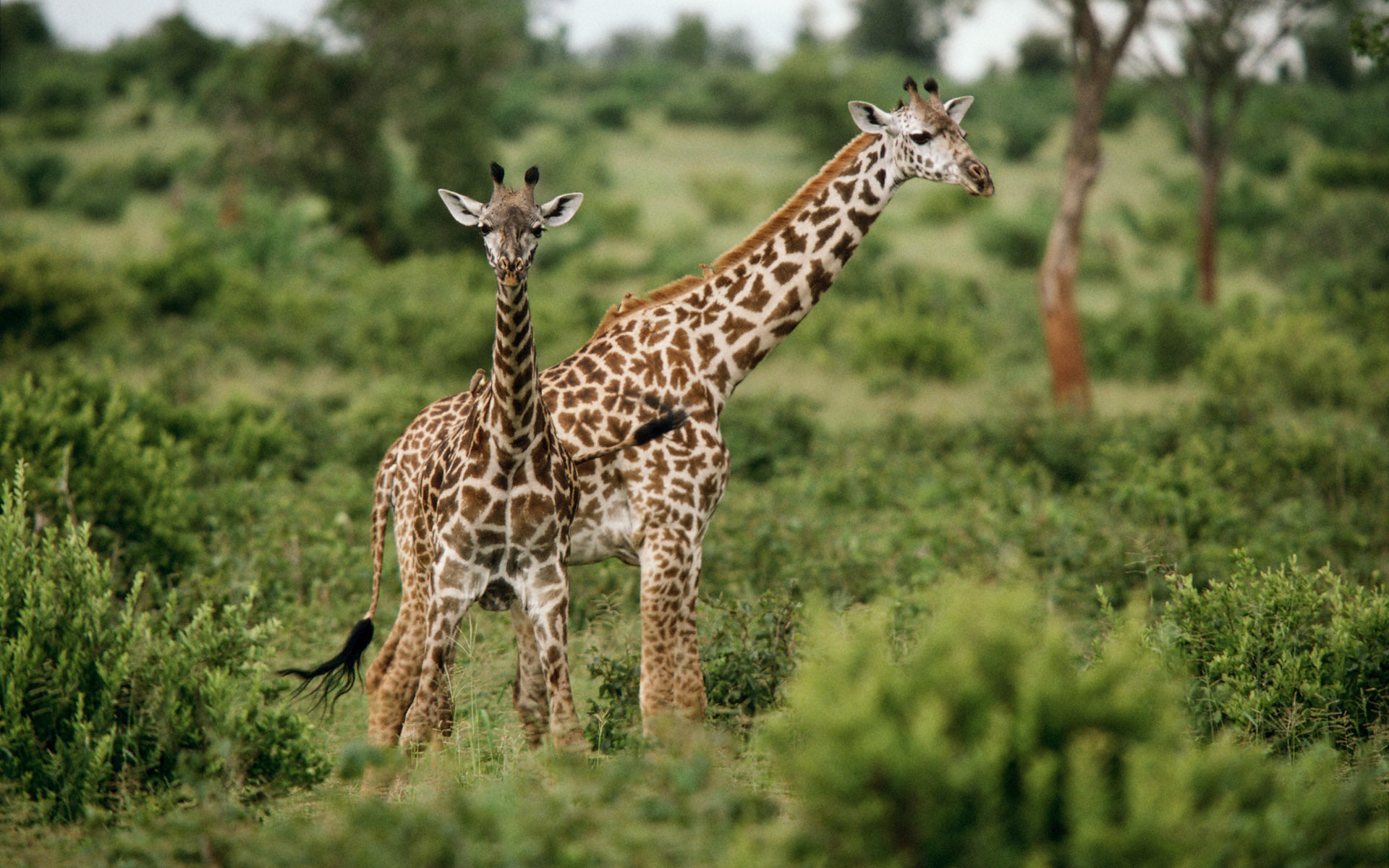 Животные Африки :: фотография 2
