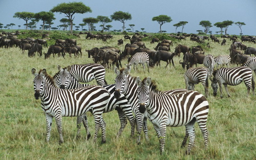 Животные Африки фото 42