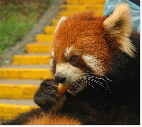 Животный мир :: Малая панда фото 1