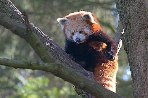 Животный мир :: Малая панда фото 3