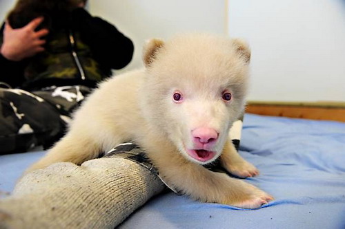 Медвежонок альбинос фото 1