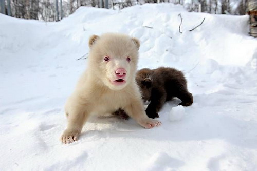 Медвежонок альбинос фото 2