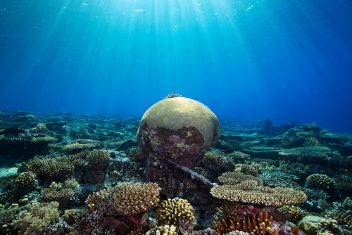 Вторая часть подводного мира фото 73
