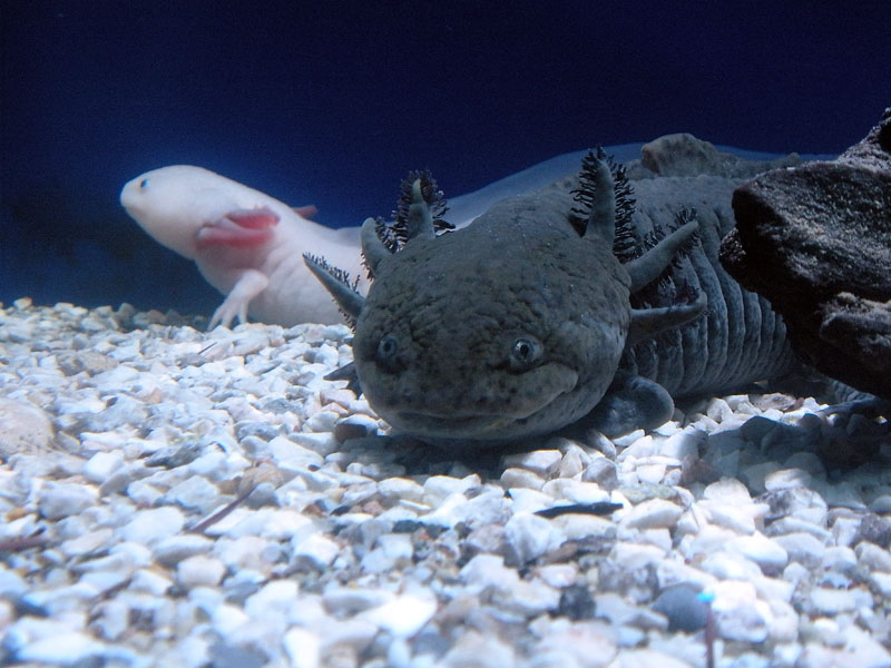 Морские драконы фото в аквариуме