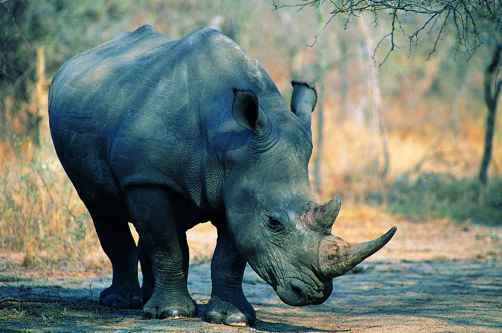 Носорог непарнокопытное