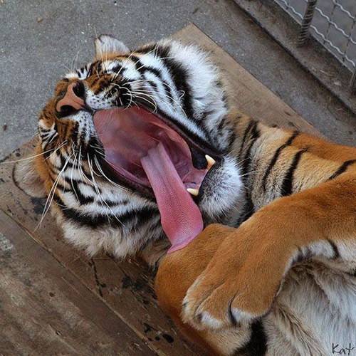 Животный мир :: Смешные животные фото 30