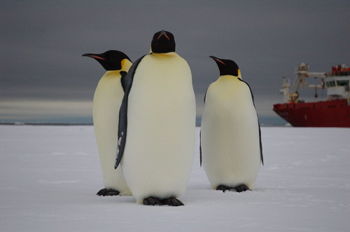 Антарктика фото 3