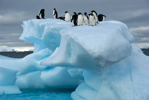 Антарктика фото 9