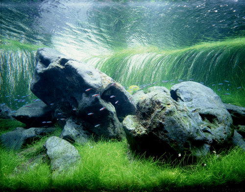 Красивые аквариумы фото 7