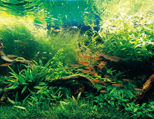 Красивые аквариумы фото 11