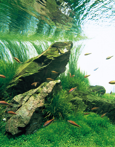 Красивые аквариумы фото 13
