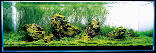 Красивые аквариумы фото 24