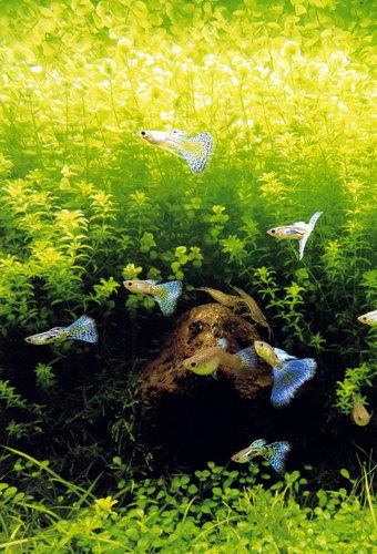 Красивые аквариумы фото 25