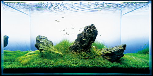 Красивые аквариумы фото 26