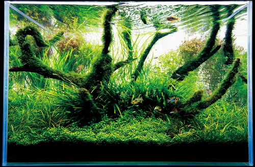 Красивые аквариумы фото 30