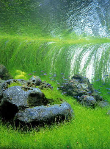 Красивые аквариумы фото 31