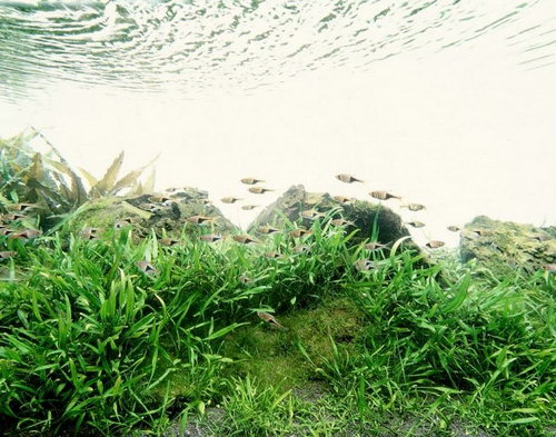 Красивые аквариумы фото 56