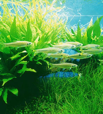 Красивые аквариумы фото 63