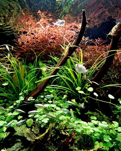 Красивые аквариумы фото 67