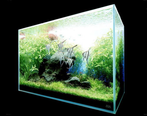 Красивые аквариумы фото 71