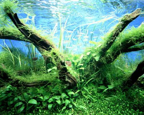 Красивые аквариумы фото 75