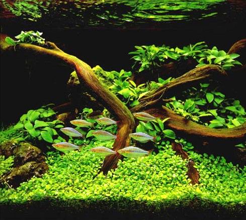 Красивые аквариумы фото 87