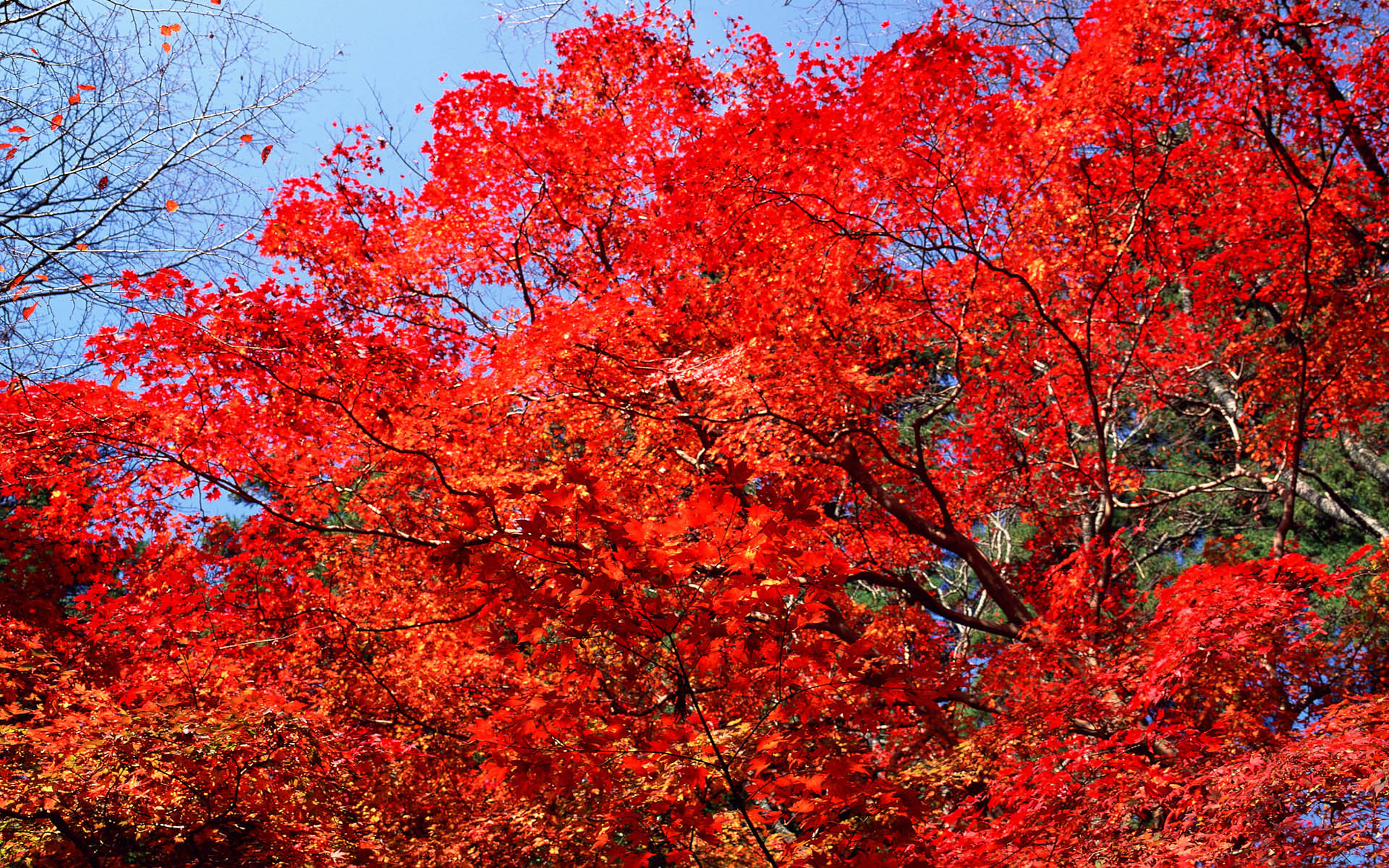 Величественными багряными. Дерево с красными листьями. Осеннее дерево. Красные деревья осенью. Деревья с красной листвой.